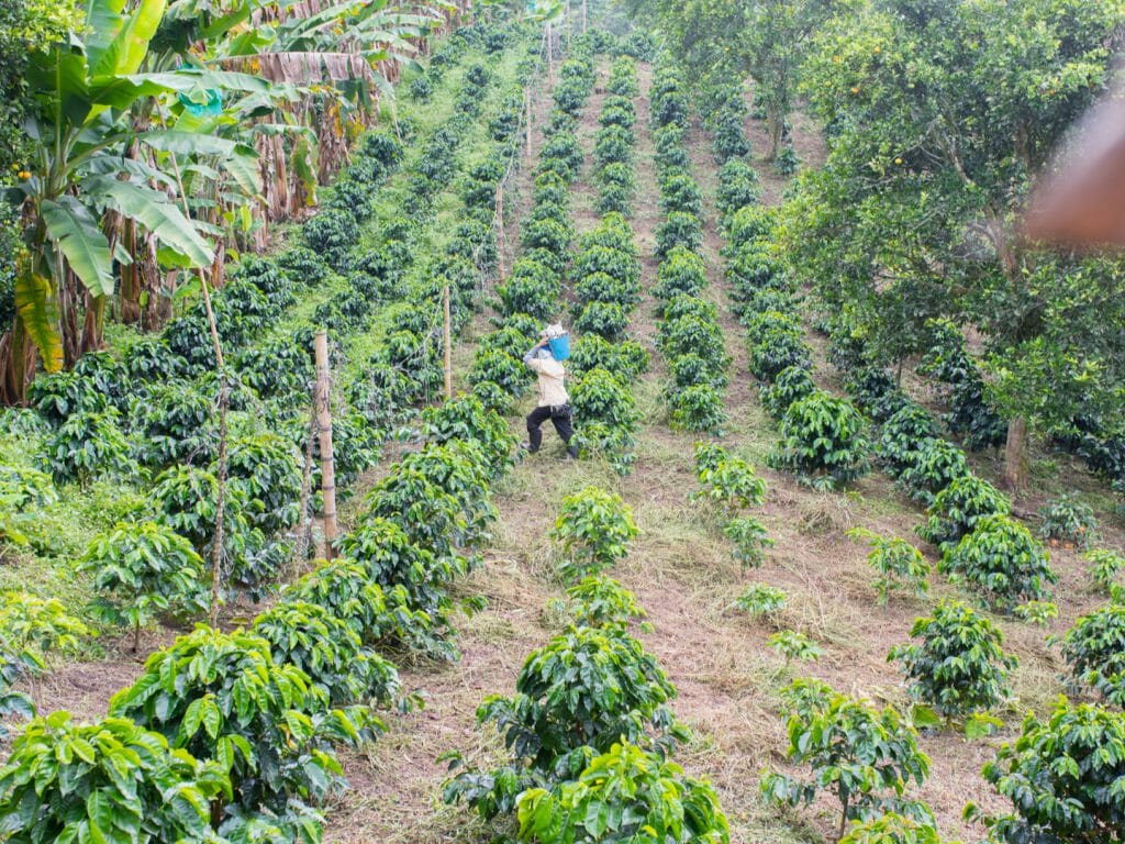 High-altitude Colombian coffee farm landscape